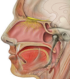 Do you do jaw surgery candidate?